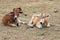 Light and dark brown Zebu calves