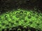 light and dark green bio bubbles on metalic background