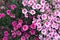 Light and dark pink carnation flowerbed