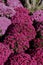 Light and Dark Pink Chrysanthemums in a garden in Illinois