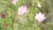 light and dark pink cosmos flowers moving in the wind in a botanic garden on a bright sunny day