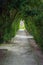 Light at the end of the tunnel. Green natural tunnel of trees in