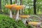 The light falling on the red hat of these fly agaric, gives them a magical glow, Wassenaar, Netherlands