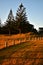 A light fence marking boundaries of a property in a rural area of New Zealand. Beautiful morning golden sunlight.