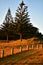 A light fence marking boundaries of a property in a rural area of New Zealand. Beautiful morning golden sunlight.