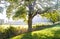 Light filters through a large oak tree in England