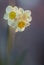 Light-flooded daffodils in the back light