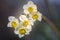 Light-flooded daffodils in the back light