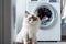 A light fluffy cat sits next to the washing machine. Generative AI.