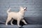 A light fluffy puppy of the Siberian Husky breed plays with a funny face on the couch at home. Dog baby female fawn husky in loft