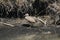 Light-footed clapper rail (Rallus longirostris levipes) (1)