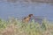 Light-footed clapper rail (Rallus longirostris levipes)