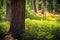 Light in the Forest, Yosemite National Park, California