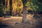 Light in the Forest, Yosemite National Park, California