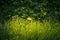 Light garden spring background of green grass. Cinematic photo tinting