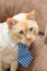 Light ginger blue-eyed cat in tie