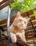 Light Ginger Tabby Cat Sitting on Chair Outside Under Table