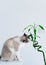 Light Gray Cat Eating Houseplant on White Background. Space for Text