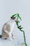 Light Gray Cat Eating Houseplant on White Background. Space for Text