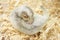 Light gray ferret lying on wood sawdust