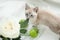 a light gray kitten bites a white rose leaf