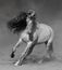 Light gray Purebred Andalusian horse plays on sand in dust