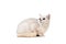 Light gray short-haired cat thoroughbred burmilla isolate on white background with place for text