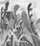 Light grayscale long leaves with splashes - watercolor. Hand drawing template for greeting cards, posters.