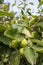 Light green apples in fruit garden in Europe