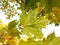 Light green autumn maple leaf against the background of foliage and sky