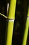 Light green bamboo stalks with side branch node growing from node of front stalk