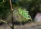 Light green with black spots and head of birch sawfly (Cimbex femoratus) false caterpillars eat alder leaves