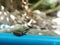 Light green brown little cute smooth skin amphibian looks like rice field frog