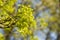 Light-green buds of maple