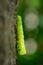 Light green caterpillar climbing a tree of the forest