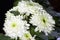 Light-green Chrysanthemum flowers closeup