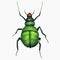 Light Green Chubby Beetle Insect Arthropod Variation 3 Isolated, Transparent Background