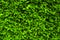 Light Green closeup leaves texture