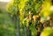 Light green clusters of grapes on the plantation in Moravia