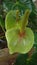 Light green colour beautiful anthurium flower