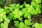 Light green Common wood-sorrel Oxalis acetosella background