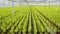 Light green conifers lined up in a greenhouse