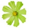 Light green flower kosmeya , white isolated background with clipping path. Closeup no shadows. yellow mid.