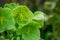 The light green flowers of hellebore white Helleborus,Christmas rose and Lenten rose