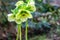 Light green flowers of hellebore white Helleborus, Christmas rose or Lenten rose, begin to open in winter, and bloom all spring