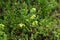 Light green fruits of Helleborus odorus