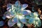 LIGHT GREEN LEAVES OF ECHEVERIA WITH PINK EDGING