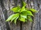 Light green leaves of young linden on the bark of a tree. Tilia in eastern Europe, Russia