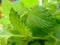 Light green lemon balm or citronella leaf closeup in bright day light