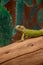 Light green Monitor Lizard Varanus flavescens sitting on the wood surface
